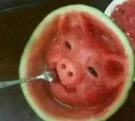 吃猪头是什么瓜,探寻传统美食背后的文化传承与趣味故事
