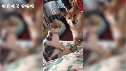 动物界的吃瓜,揭秘食瓜动物的独特饮食习惯