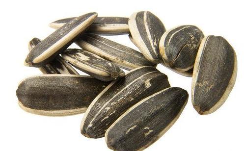 吃瓜子的瓜野生,揭秘吃瓜子的瓜背后的神秘故事