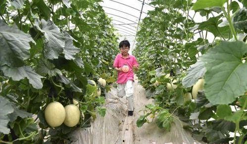 亲子吃瓜图片大全,趣味吃瓜瞬间大盘点